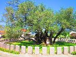 Całkiem niedaleko Starego Baru, na terenie miejscowości Mitrovica, znajduje się jeszcze jedna atrakcja turystyczna okolicy, choć turystów tu dociera naprawdę niewielu. Stoi tu „Stara Maslina” – w dowolnym tłumaczeniu „stara oliwka”. Potężne drzewo oliwne, stojące na ogrodzonym i oznakowanym trwaniku, liczone jest na wiek ok.2000 lat. Jest uważane za najstarsze drzewo oliwne w Europie i jedno z najstarszych na całym świecie. Można je fotografować zza niewysokiego ogrodzenia, ale warto zapłacić 1 EUR za wstęp i „zafocić” oliwkę z bliska. Wszak drzewko to widziało całą naszą nowożytną historię. Dla porównania – słynny w Polsce dąb Bartek, rosnący pod Kielcami, ma dziś „zaledwie” niecałe 700 lat.
Obok jest fajna i tania knajpa:)