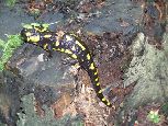 sesja zdjęciowa salamandry 