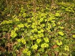 Wiosenne atrakcje na trasie - śledziennica skrętolistna (Chrysosplenium alternifolium )