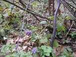Ciąg dalszy wiosennych atrakcji  - kokorycz pusta (Corydalis cava)