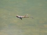 Małe Morskie Oko - tubylec na wodnym spacerze