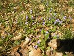 Wiosenne atrakcje na trasie - fiołek leśny (Viola reichenbachiana Boreau)