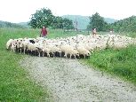 Nieznajowa - wypas owiec z okolic Nowego Targu