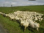 duże stado owiec