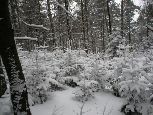 Świeży śnieg w lesie