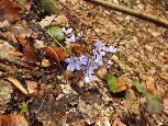 po drodze mamy też pierwsze oznaki wiosny (przylaszczka pospolita, łac.  Hepatica nobilis)