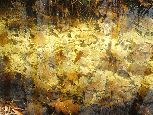 urokliwe kolory zatopionych dębowych liści