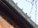 Sandomierz - gołębie na dach kościoła św. Jakuba